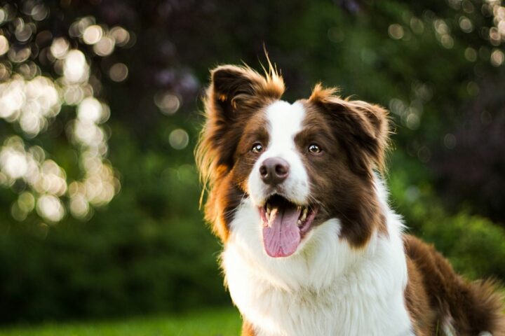 Border collie – charakter, aktywność i żywienie