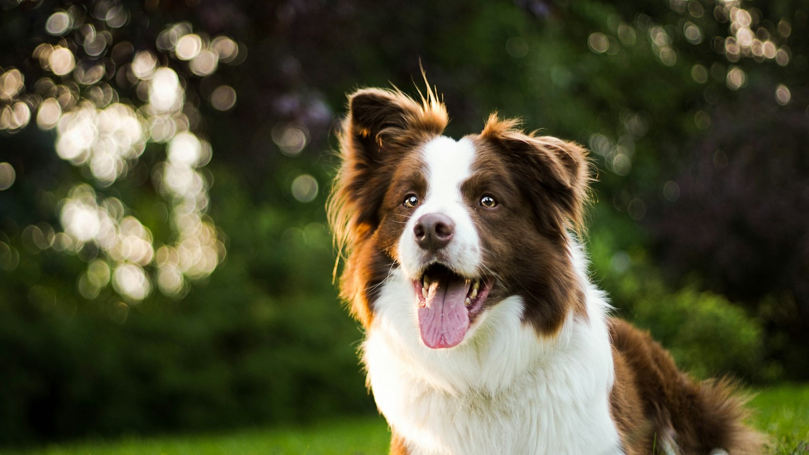 Border collie – charakter, aktywność i żywienie