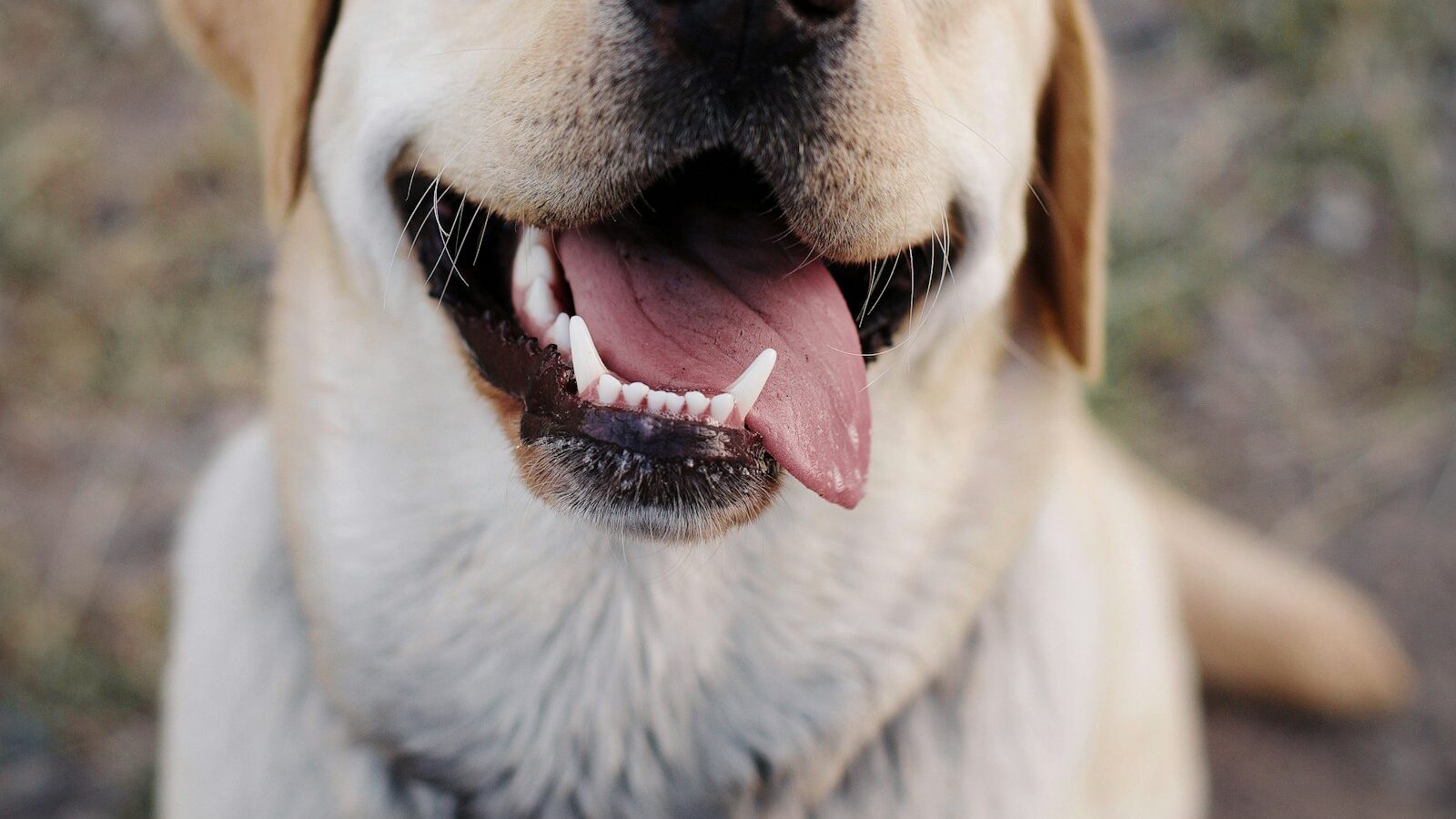 Labrador retriever – charakter, pielęgnacja i żywienie