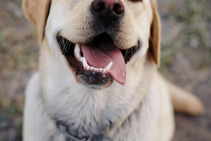 Labrador retriever – charakter, pielęgnacja i żywienie
