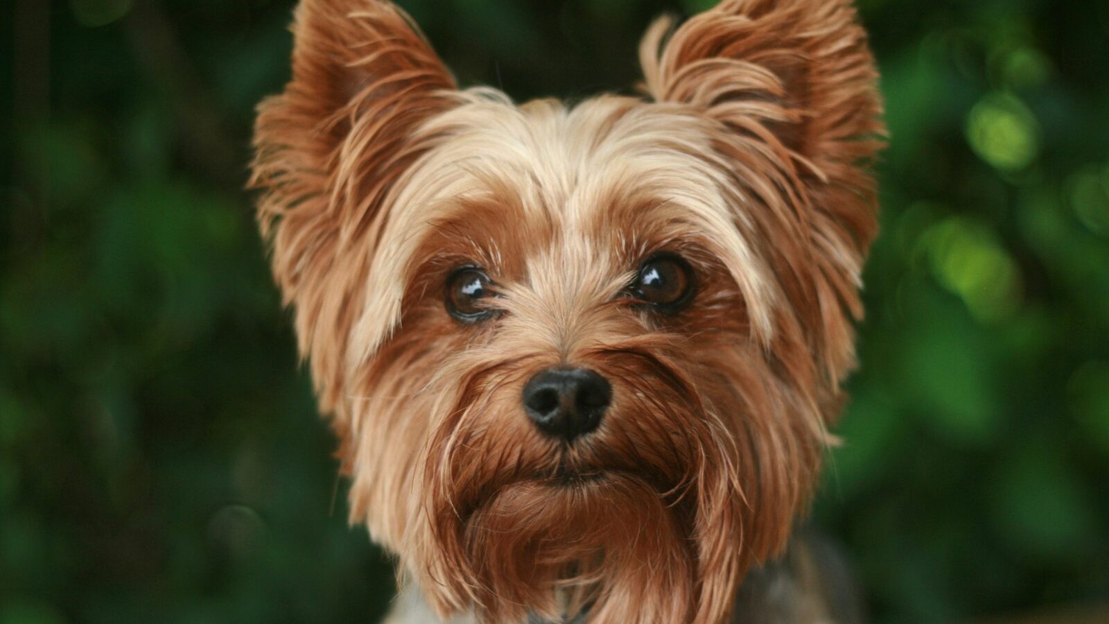 Yorkshire terrier – charakter, pielęgnacja i żywienie