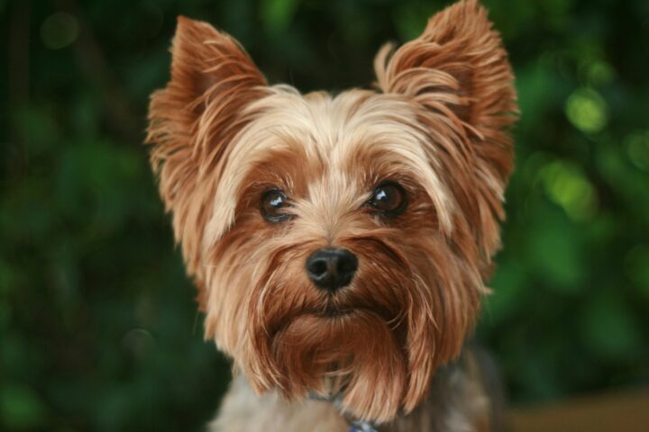 Yorkshire terrier – charakter, pielęgnacja i żywienie
