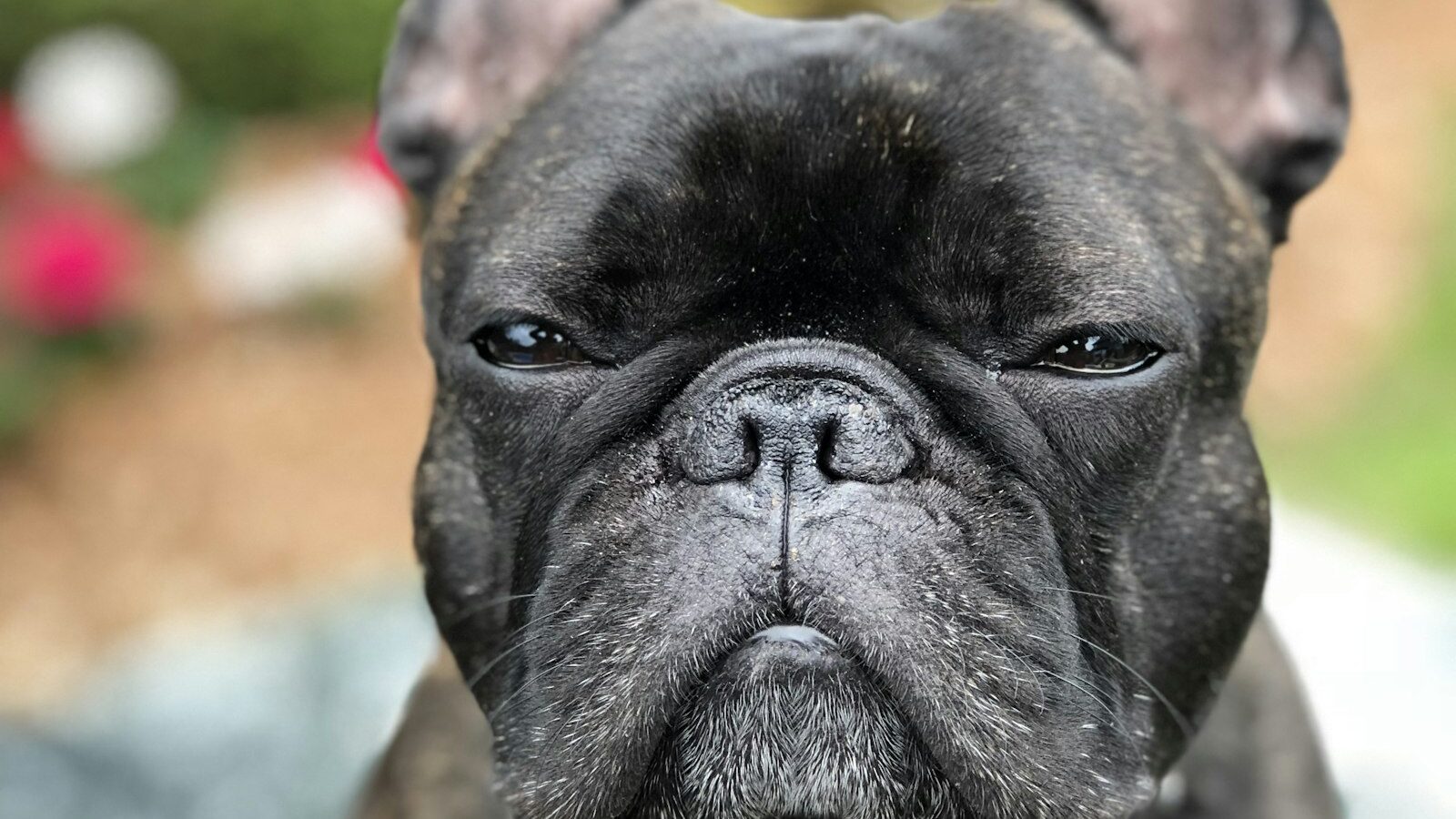 Buldog francuski – charakter, zdrowie i żywienie