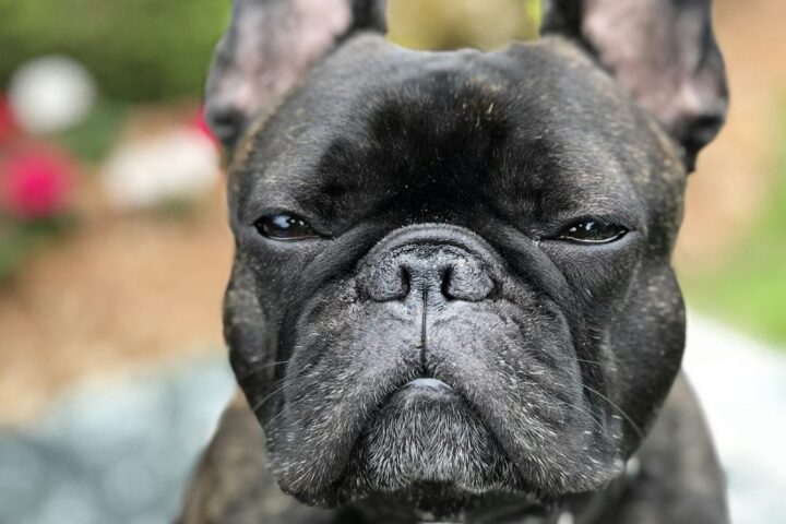 Buldog francuski – charakter, zdrowie i żywienie