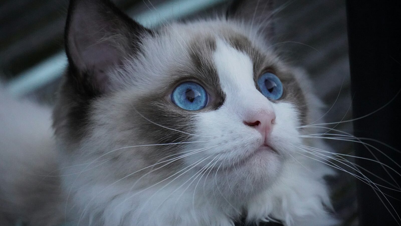 Ragdoll – charakter, pielęgnacja i żywienie