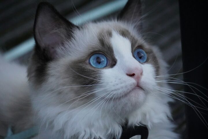 Ragdoll – charakter, pielęgnacja i żywienie