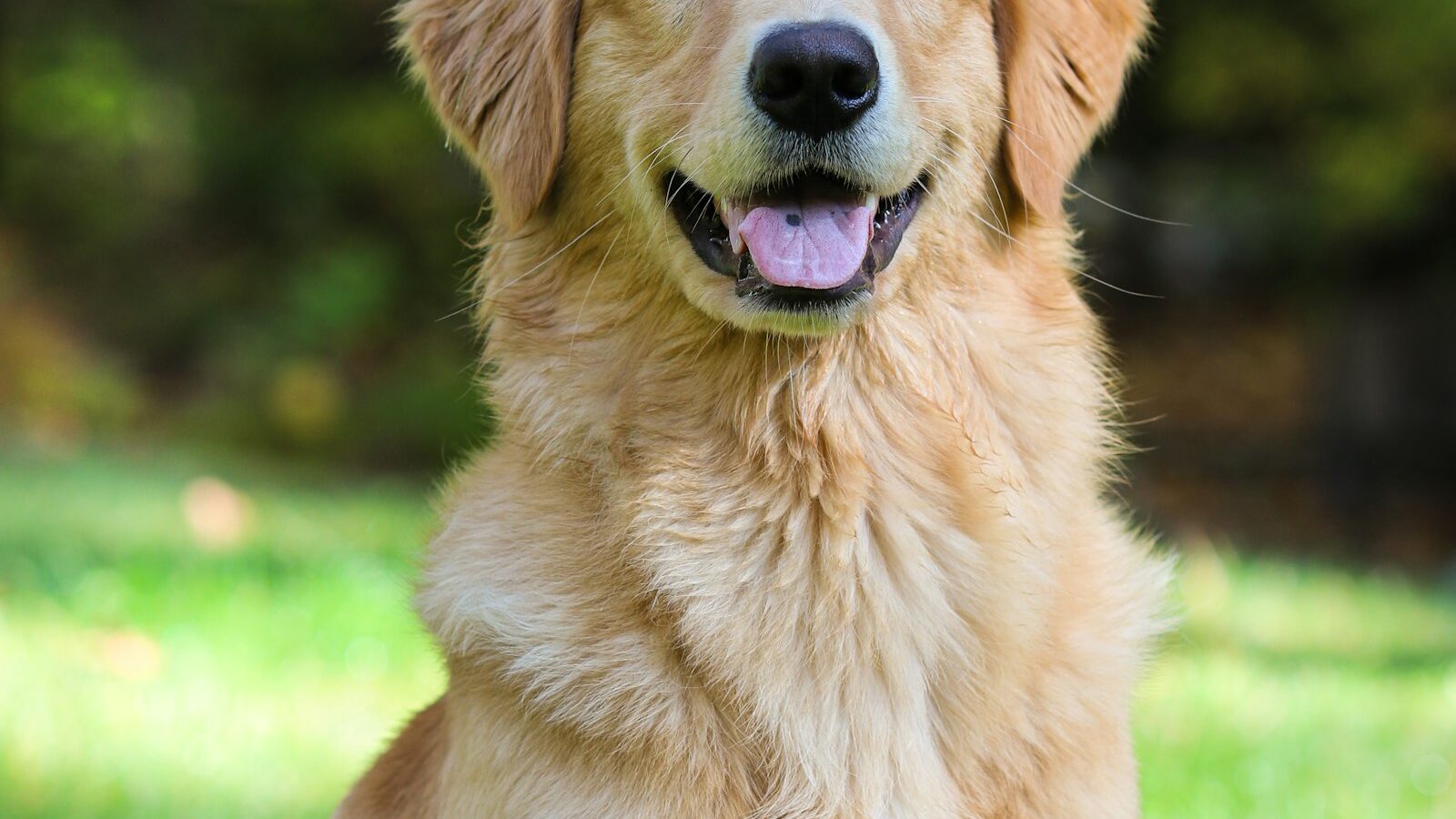 Golden retriever – charakter, pielęgnacja i żywienie