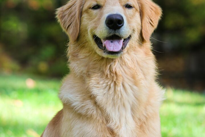 Golden retriever – charakter, pielęgnacja i żywienie