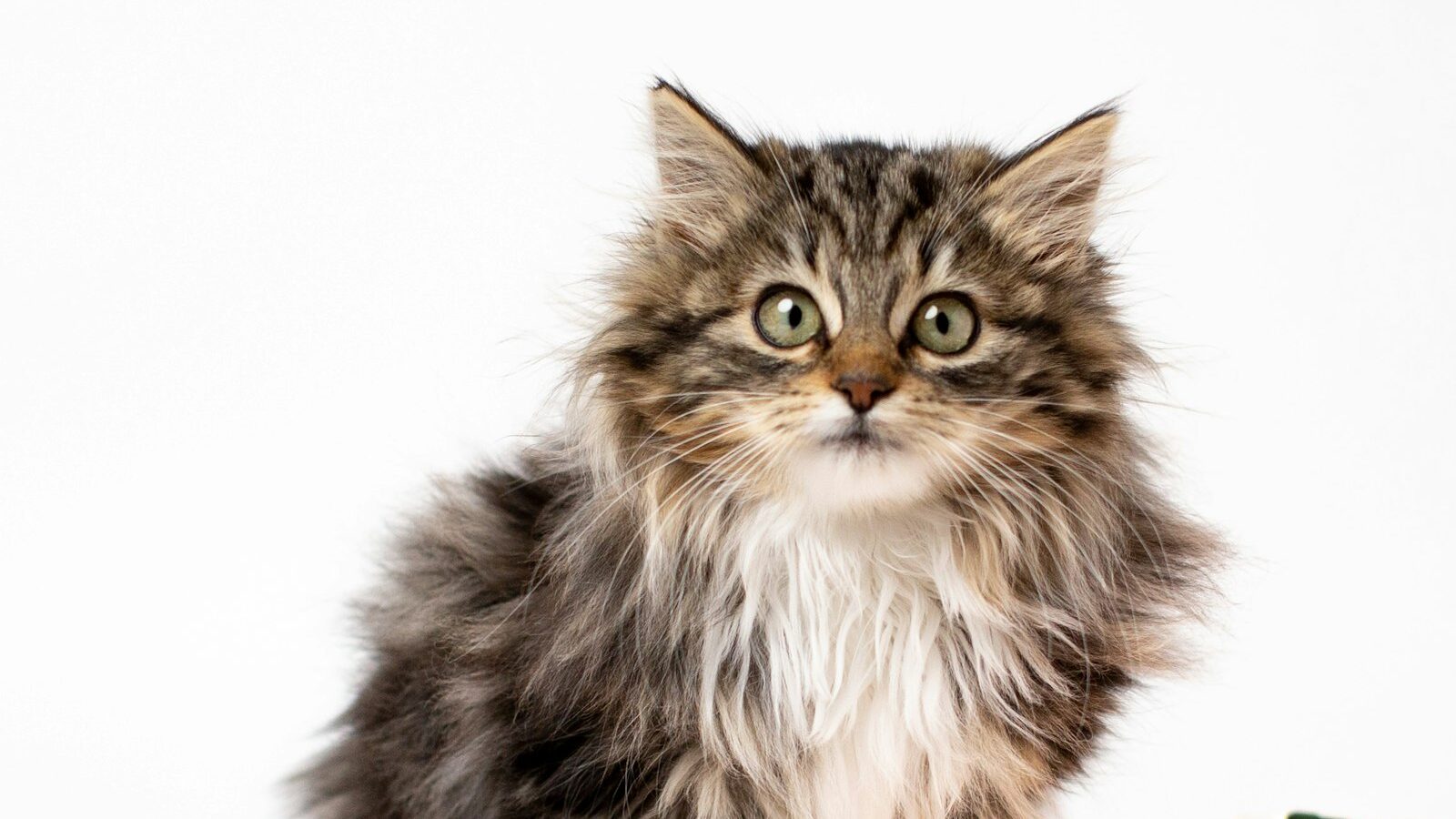 Maine coon – charakter, pielęgnacja, żywienie