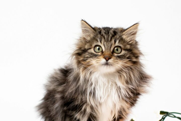 Maine coon – charakter, pielęgnacja, żywienie